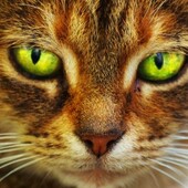 Секс знакомства в г Санкт-Петербург