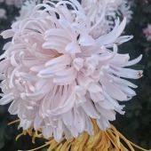 Секс знакомства в г Анапа