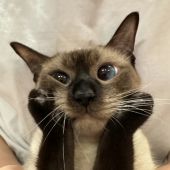 Владимир 31, Санкт-Петербург секс знакомства в г Санкт-Петербург