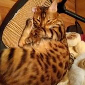 Ника 40, Москва секс знакомства в г Москва