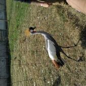 Секс знакомства в г Полтава