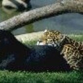 Секс знакомства в г Воронеж