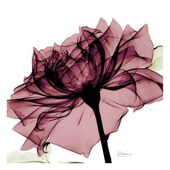 Секс знакомства в г Санкт-Петербург