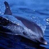 Секс знакомства в г Набережные Челны