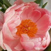 Секс знакомства в г Санкт-Петербург