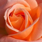 Секс знакомства в г Санкт-Петербург