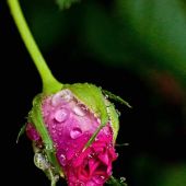 Секс знакомства в г Полтава