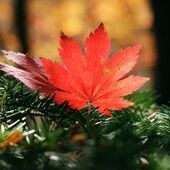 Секс знакомства в г Херсон