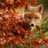 Секс знакомства в г Краснодар