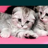 Секс знакомства в г Кызылорда