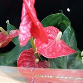 Секс знакомства в г Кемерово