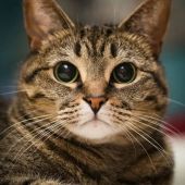 Михай 43, Москва секс знакомства в г Москва