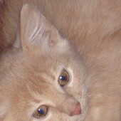 Секс знакомства в г Санкт-Петербург